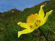Bello il ‘Sentiero delle panchine ‘ ad anello da San Simone-Passo San Simone + Forcella Rossa-17giu25 - FOTOGALLERY